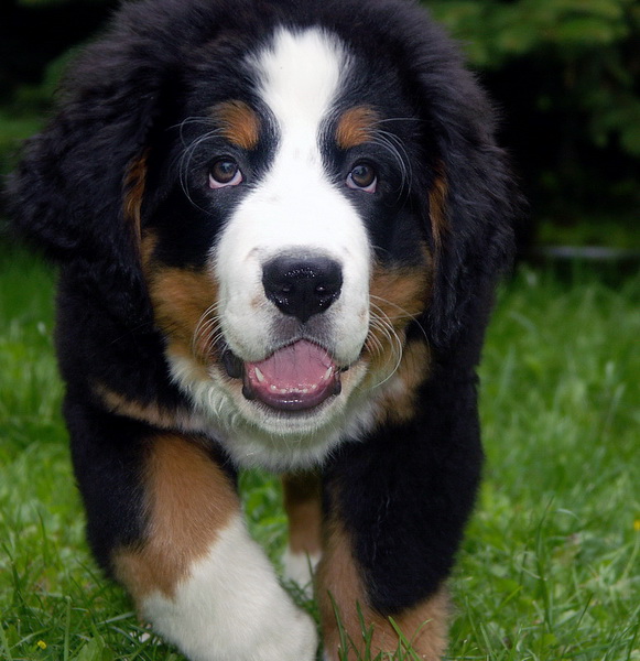 Anton PICT0492 (13)_Bildgröße ändern.jpg - Schon wieder ein Versuch die Digitalkamera vonm Herrchen zu erwischen